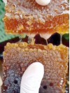 Oak Astragalus and Ivy Honey